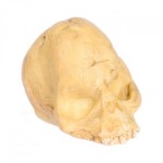 (*) Dollhouse Partial Skull