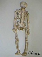 (*) Dollhouse Small Skeleton