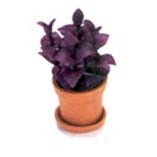 &sect; Sale .70&cent; Off - Dollhouse Purple Leaf Plant