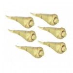 6 Dollhouse White Radishes