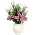 Dollhouse Poinsettia in Large Pot