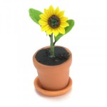 Dollhouse Sunflower In Pot