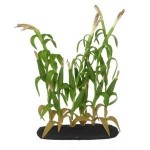 Large or Small Dollhouse Corn Stock Gardens