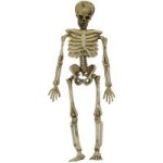 (*) Dollhouse Miniature Skeleton