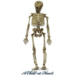 (*) Dollhouse Miniature Skeleton