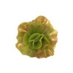 (*) 1, 6 or 12 pc Garden Fresh Red Leaf Lettuce