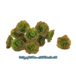 (*) 1, 6 or 12 pc Garden Fresh Red Leaf Lettuce